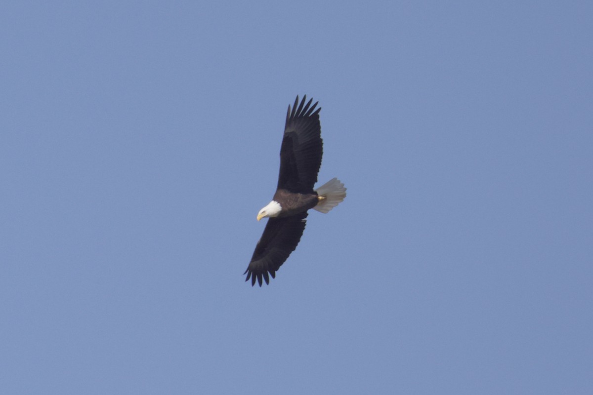 Bald Eagle - ML645269772