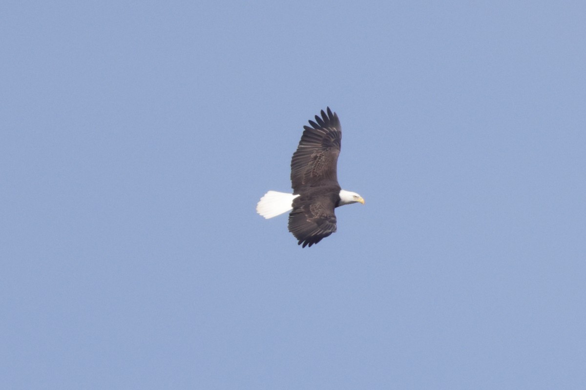 Bald Eagle - ML645269773