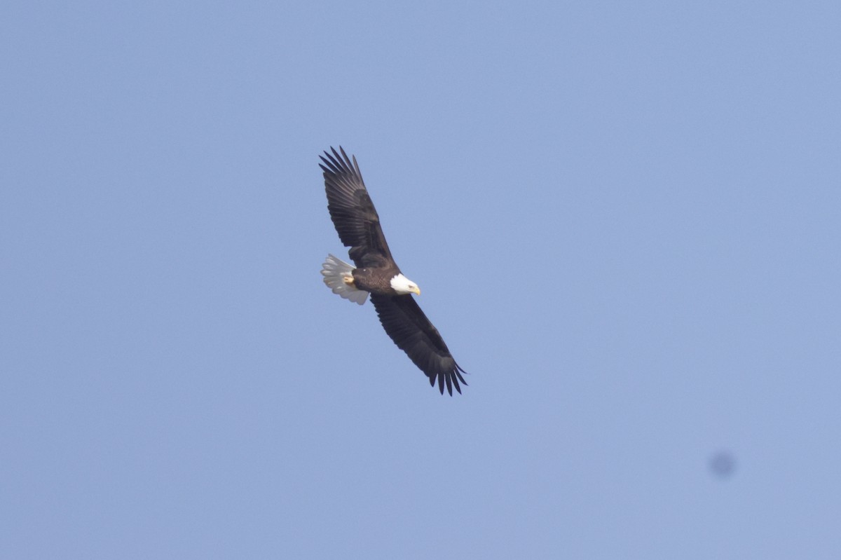 Bald Eagle - ML645269774