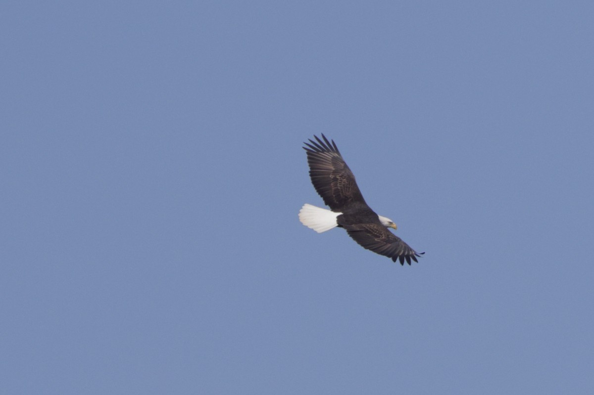 Bald Eagle - ML645269775