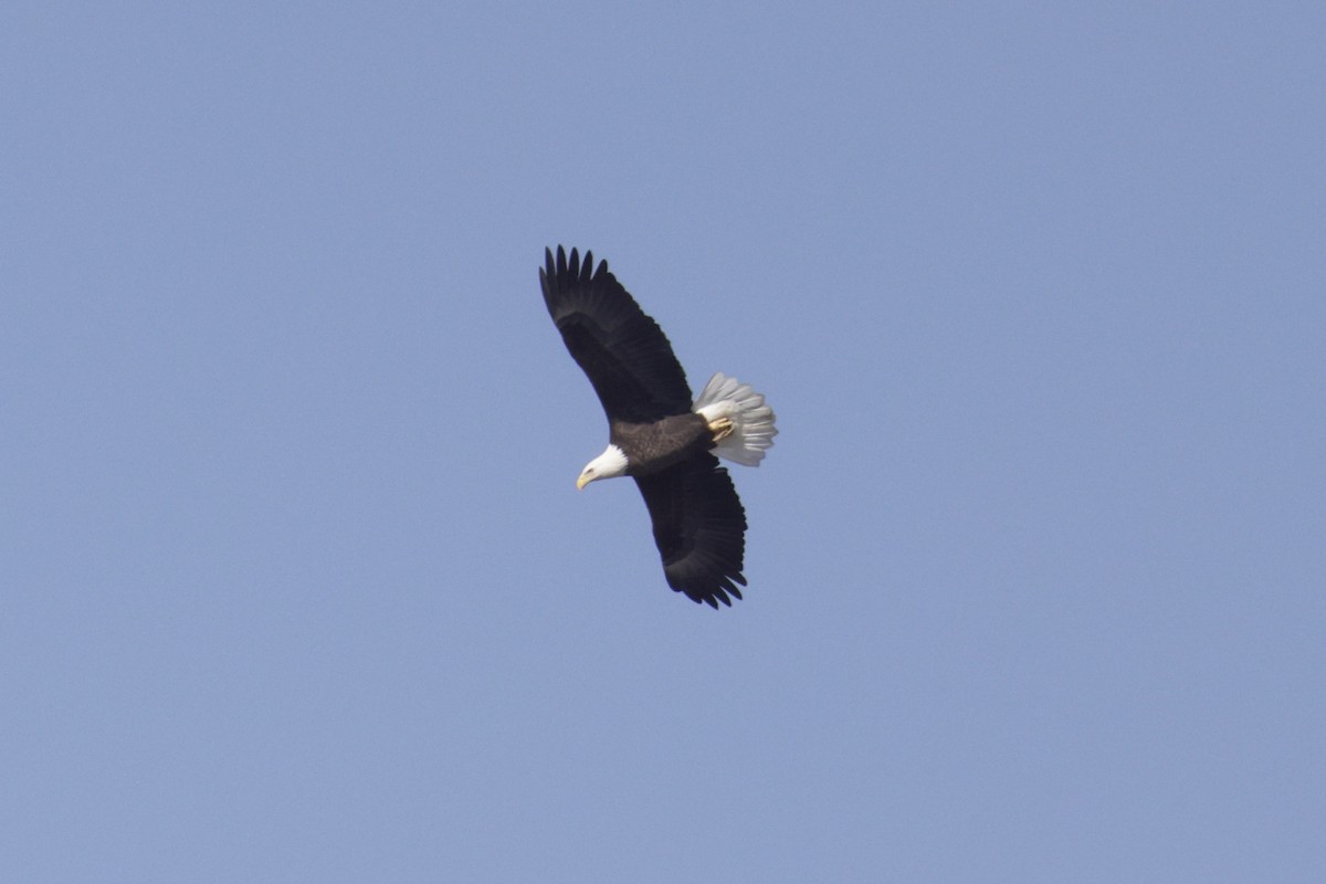 Bald Eagle - ML645269776