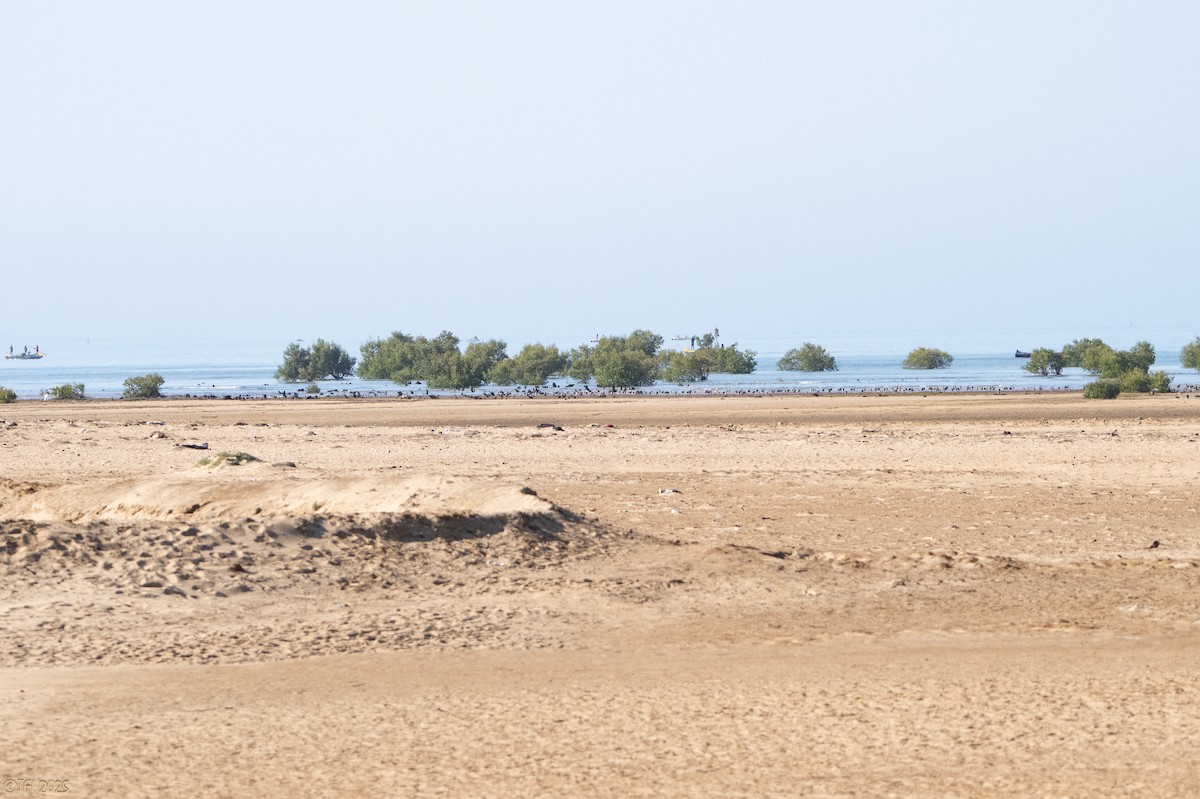 Eurasian Whimbrel - ML645269794