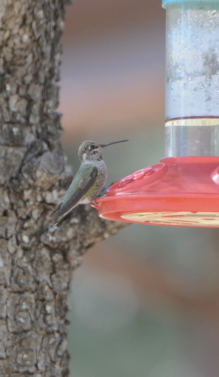 Anna's Hummingbird - ML645269804