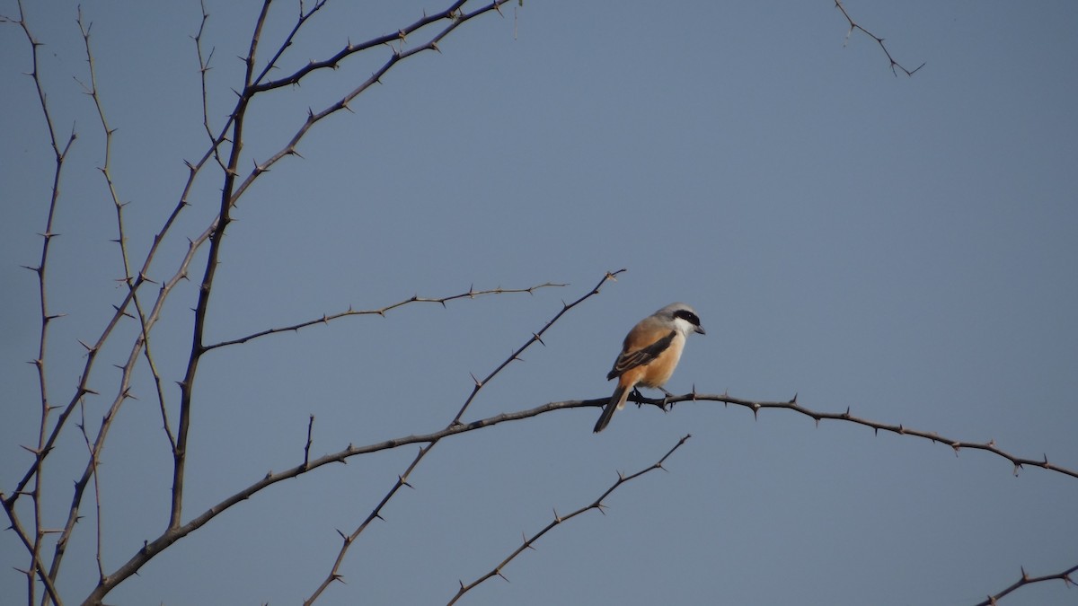 Long-tailed Shrike - ML645269807