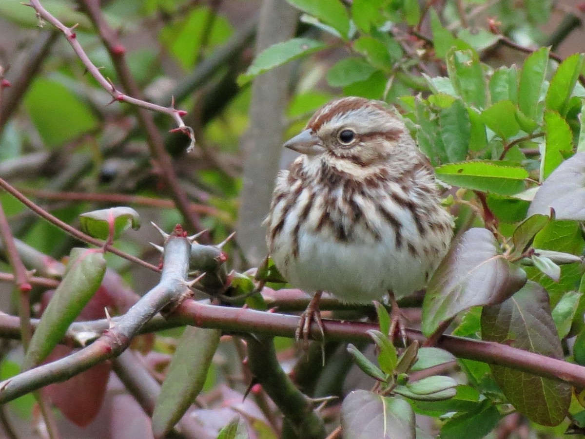 Song Sparrow - ML645269814