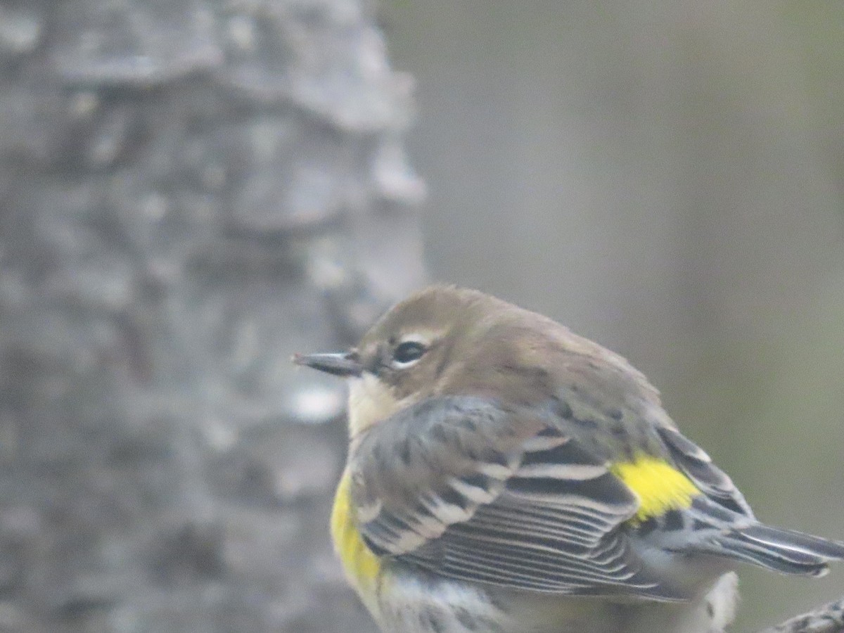 Yellow-rumped Warbler - ML645269815