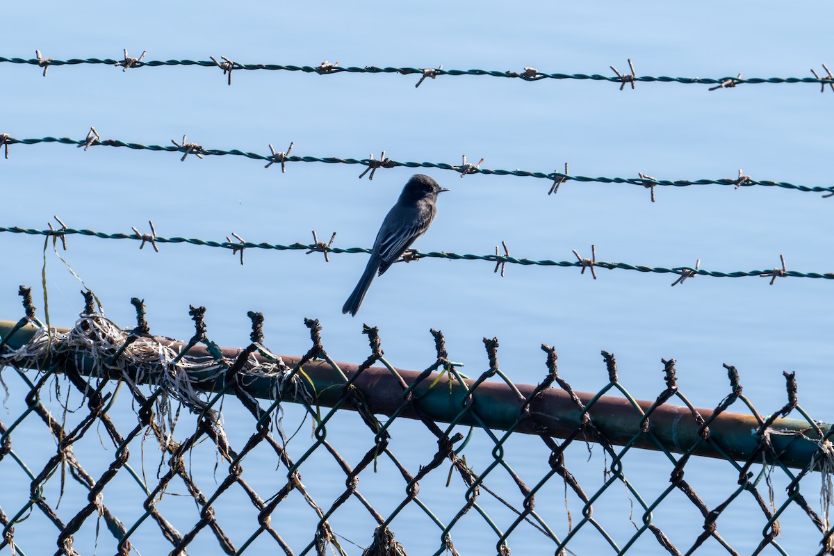 Black Phoebe - ML645269817