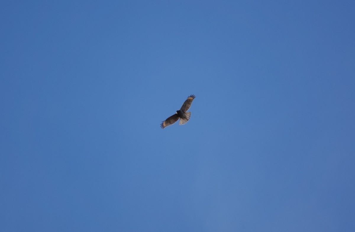 Red-shouldered Hawk - ML645269818