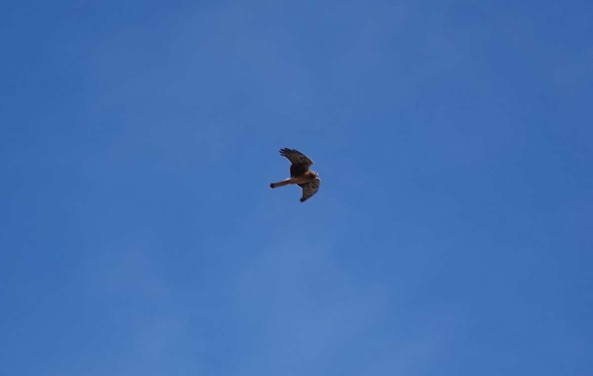 Northern Harrier - ML645269820