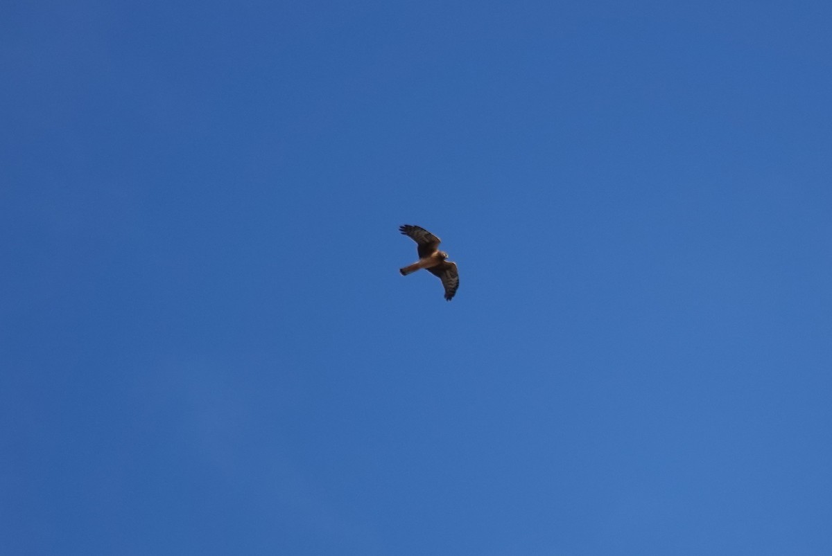 Northern Harrier - ML645269821