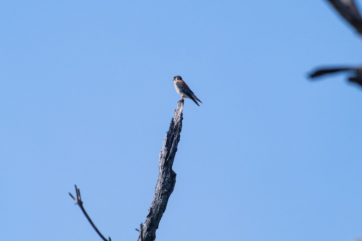 American Kestrel - ML645269823
