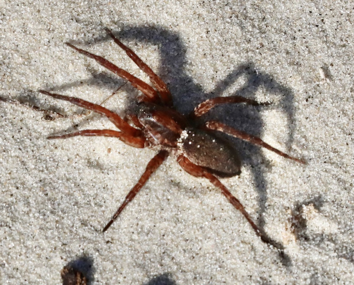 Animals - ML645269824