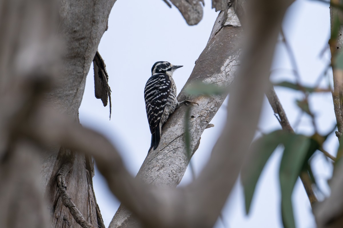 Nuttall's Woodpecker - ML645269825
