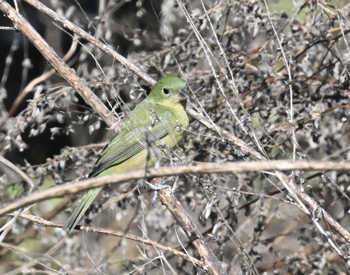 Painted Bunting - ML645269826