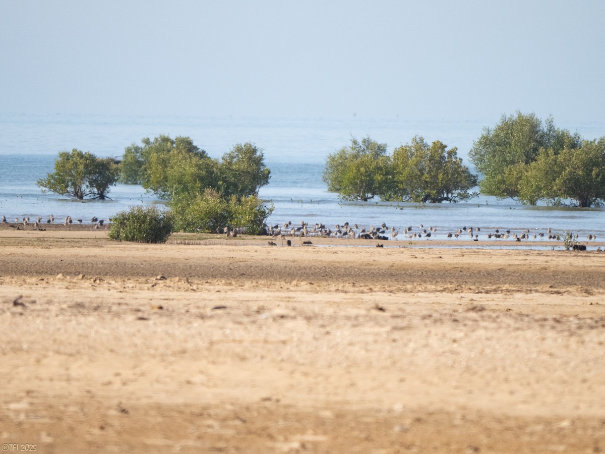 Eurasian Whimbrel - ML645269827