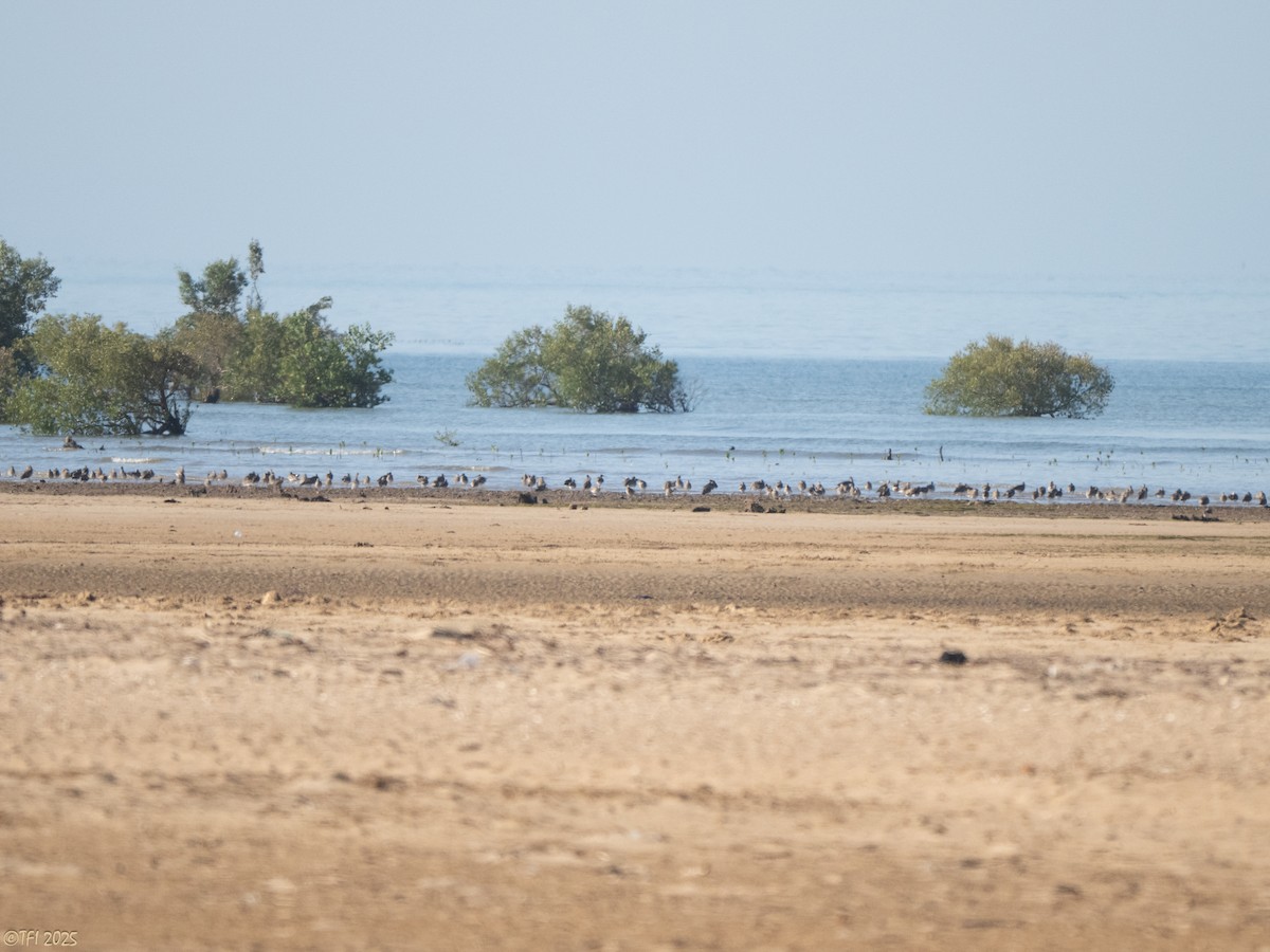 Eurasian Whimbrel - ML645269828