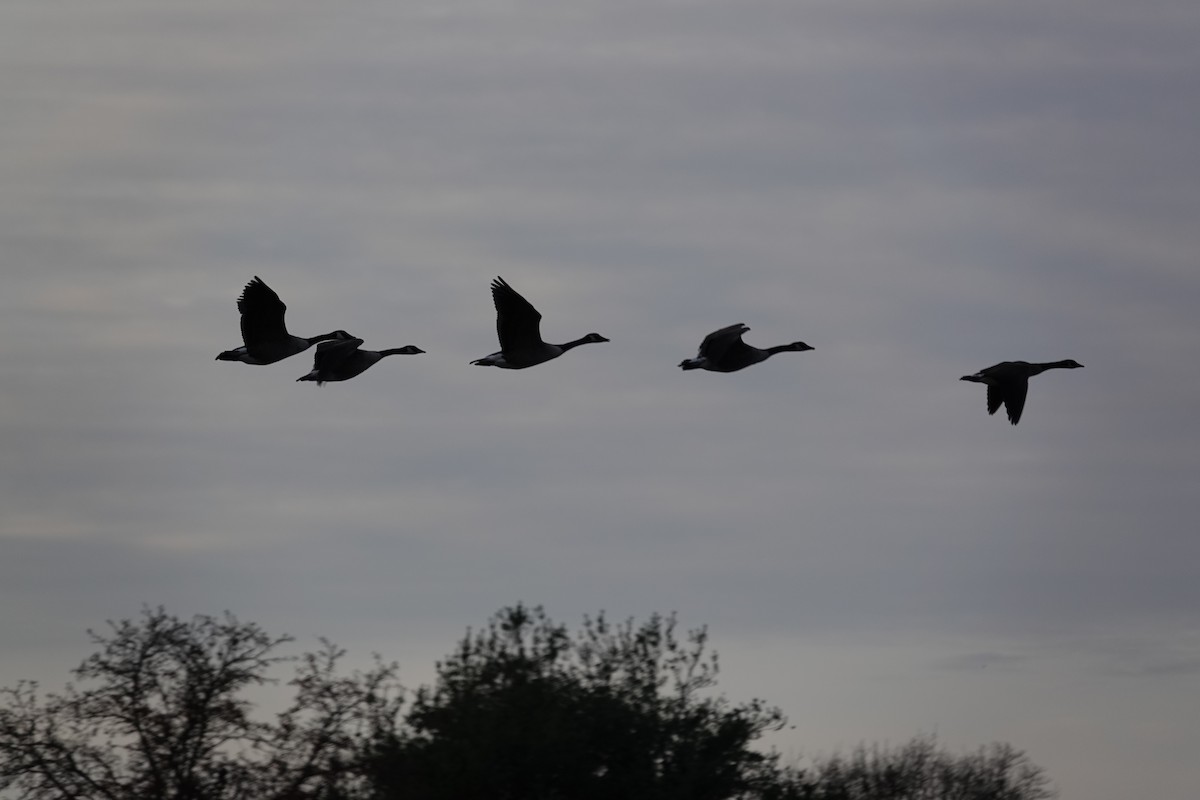 Canada Goose - ML645269829