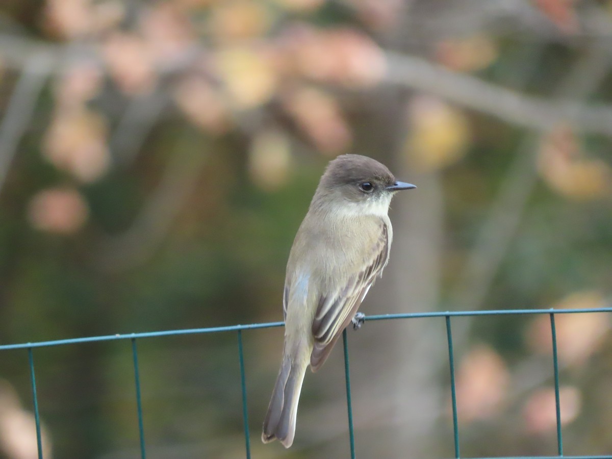 Eastern Phoebe - ML645269831