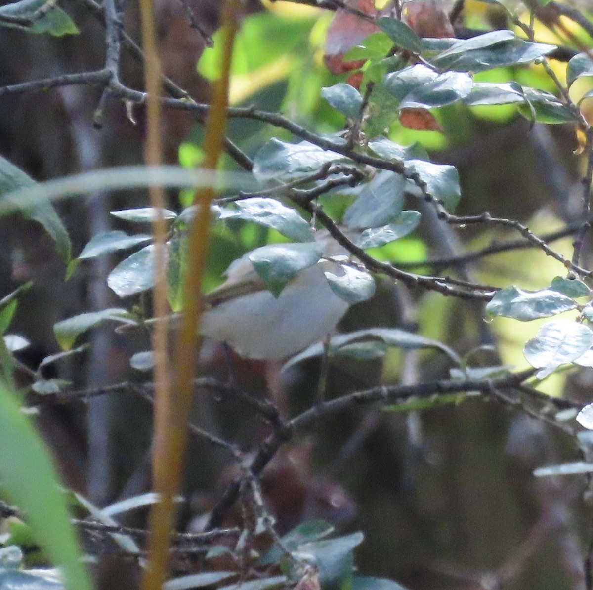 Common Chiffchaff (Siberian) - ML645269833