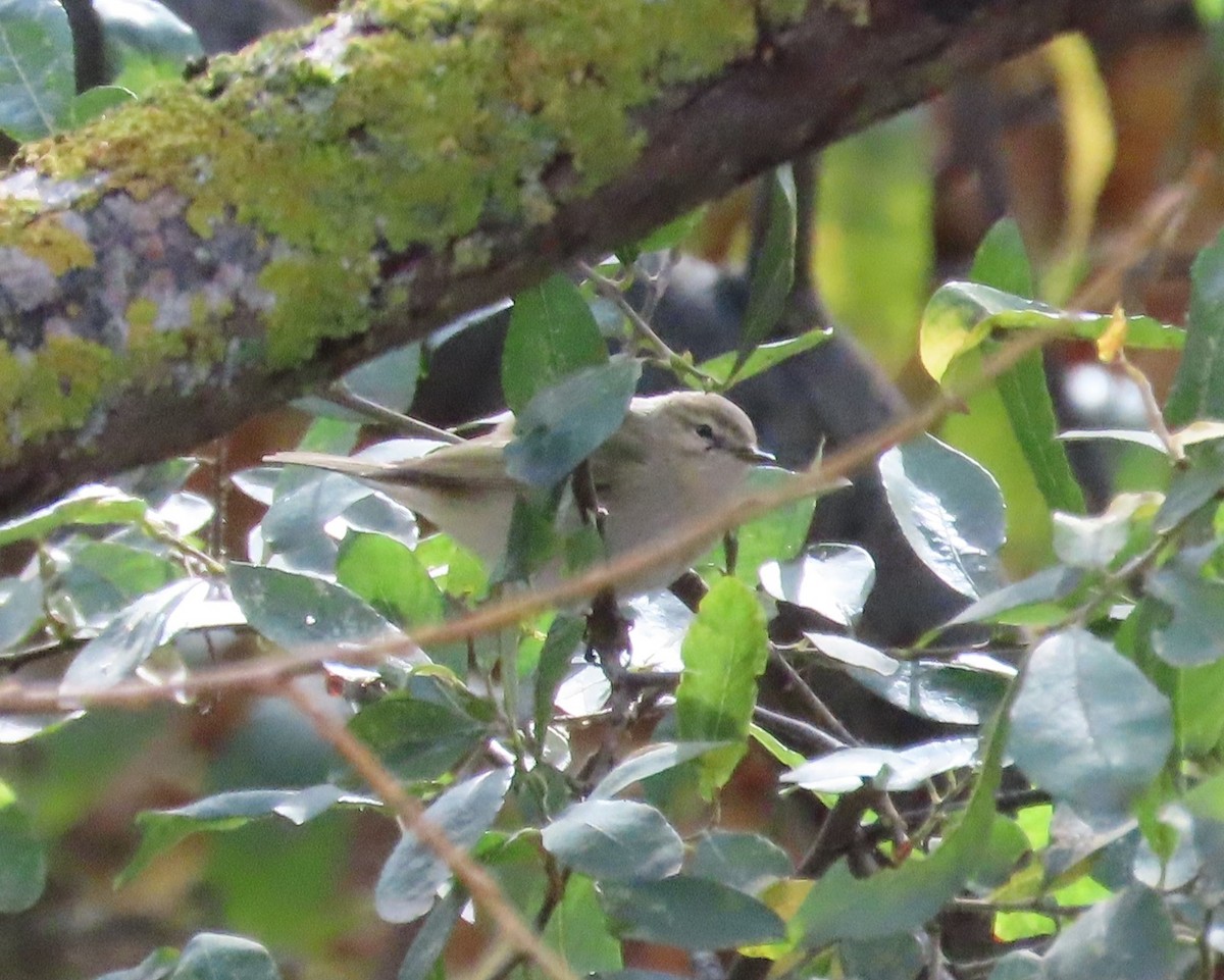 Common Chiffchaff (Siberian) - ML645269834