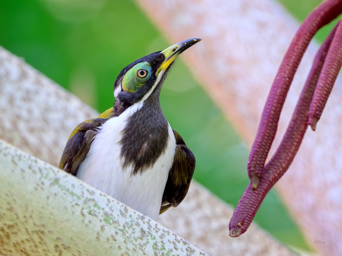 Blue-faced Honeyeater (White-quilled) - ML645269835