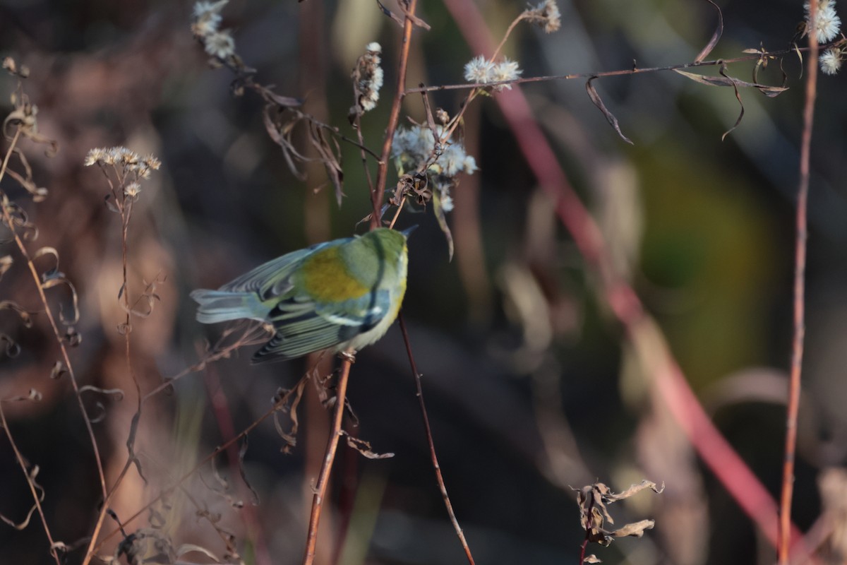 Northern Parula - ML645269837