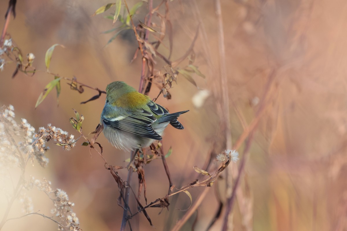 Northern Parula - ML645269838