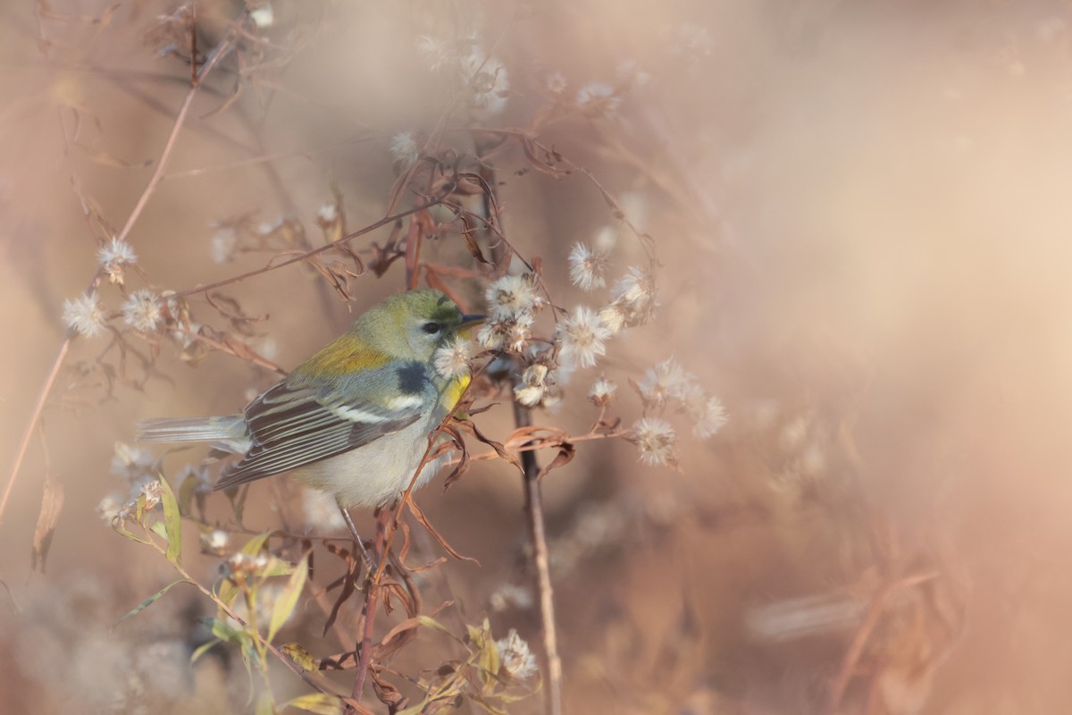 Northern Parula - ML645269839