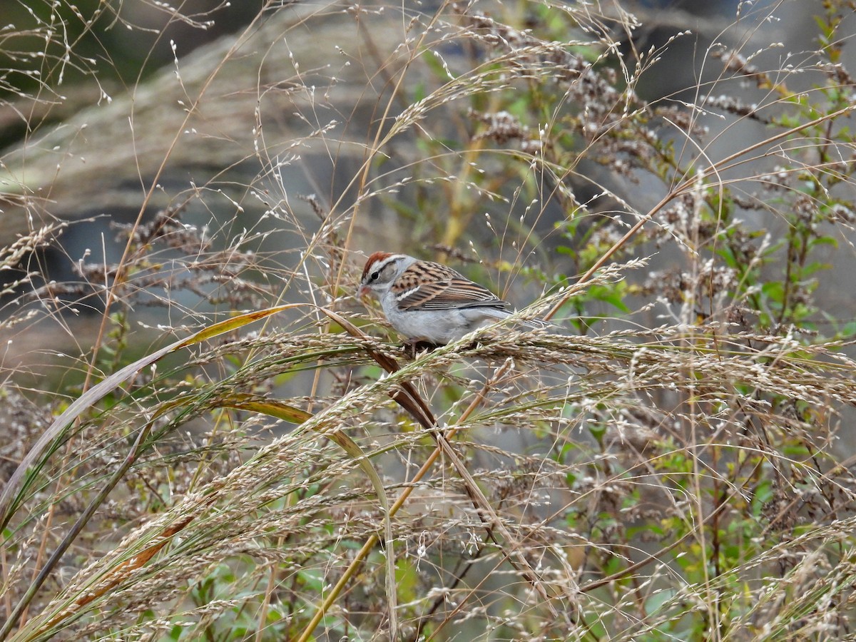 Chipping Sparrow - ML645269840