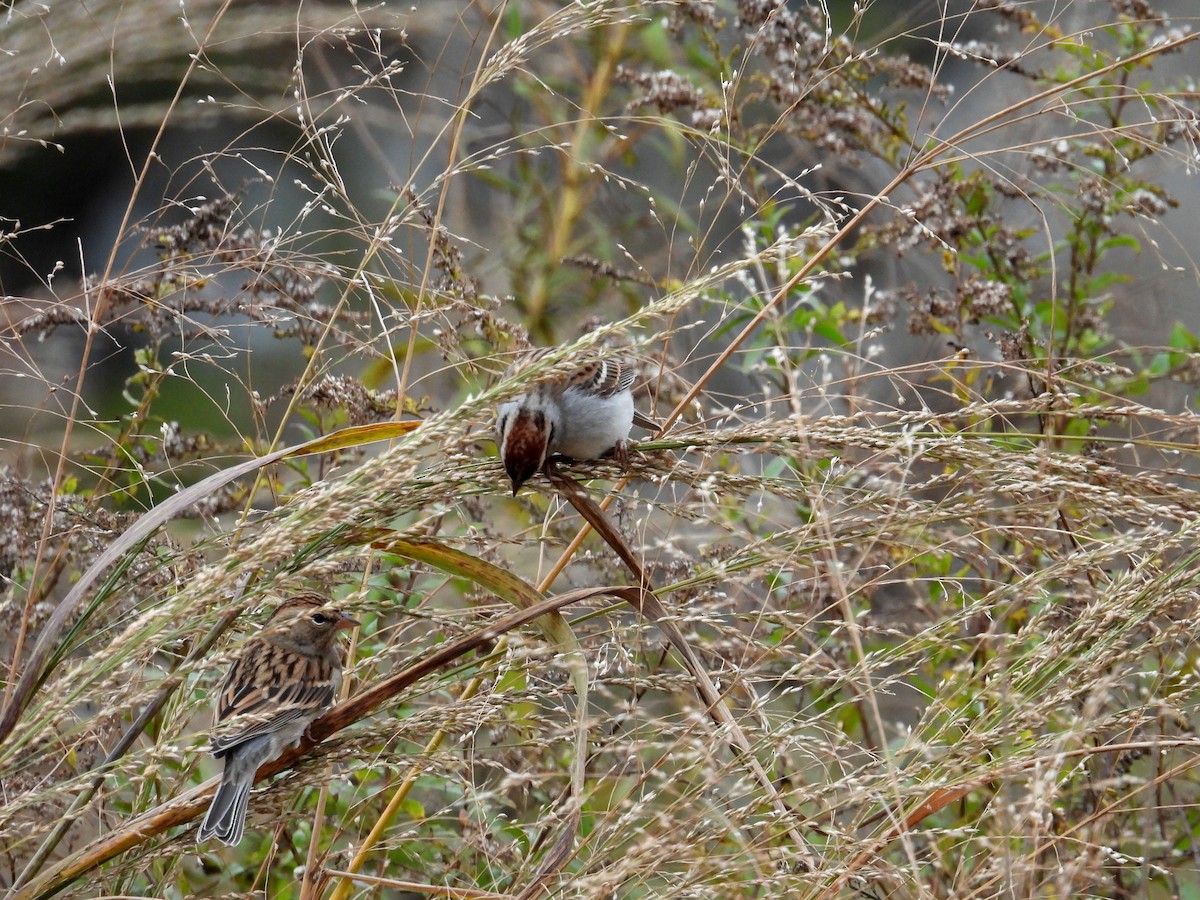 Chipping Sparrow - ML645269842