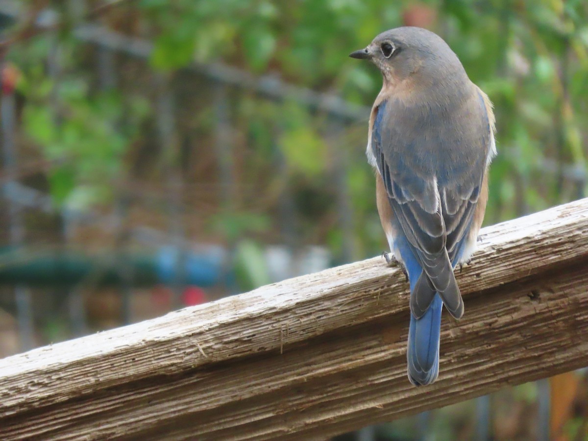 Eastern Bluebird - ML645269860