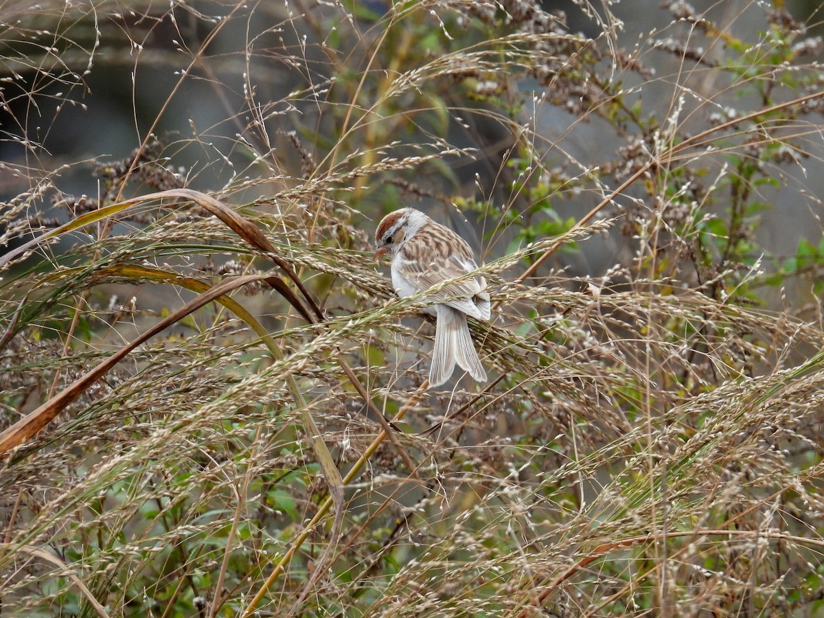 Chipping Sparrow - ML645269864