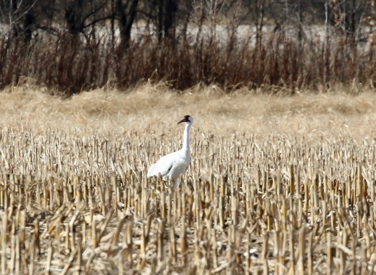 Whooping Crane - ML645269873
