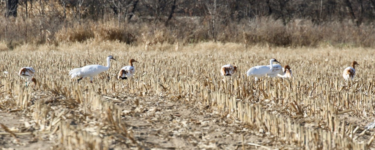 Whooping Crane - ML645269875