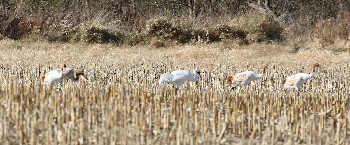 Whooping Crane - ML645269878