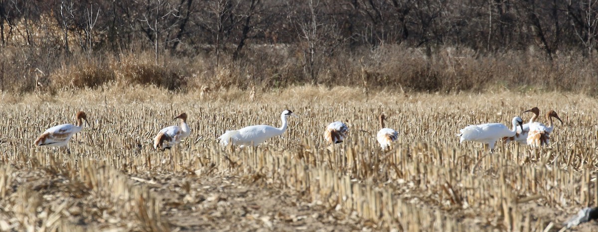 Whooping Crane - ML645269879