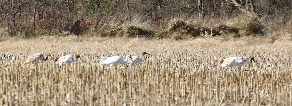 Whooping Crane - ML645269880