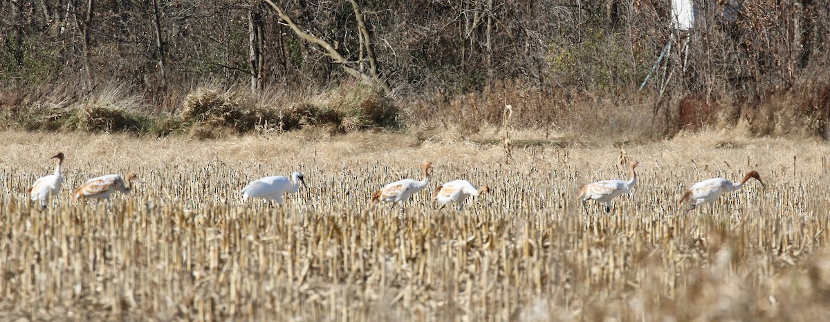 Whooping Crane - ML645269881