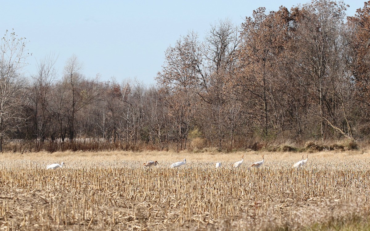 Whooping Crane - ML645269882