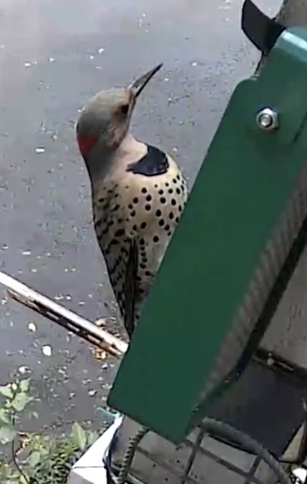 datel zlatý - ML645269888