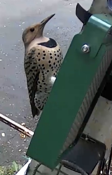 datel zlatý - ML645269889