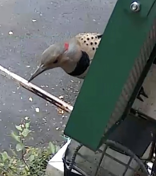 datel zlatý - ML645269890