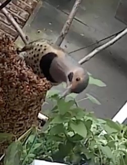 datel zlatý - ML645269891