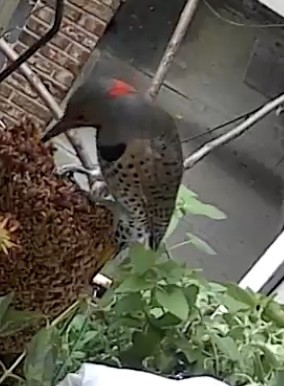 datel zlatý - ML645269892