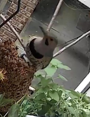 datel zlatý - ML645269893