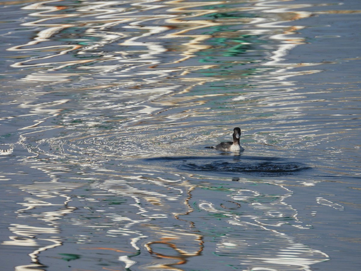 Bufflehead - ML645269894