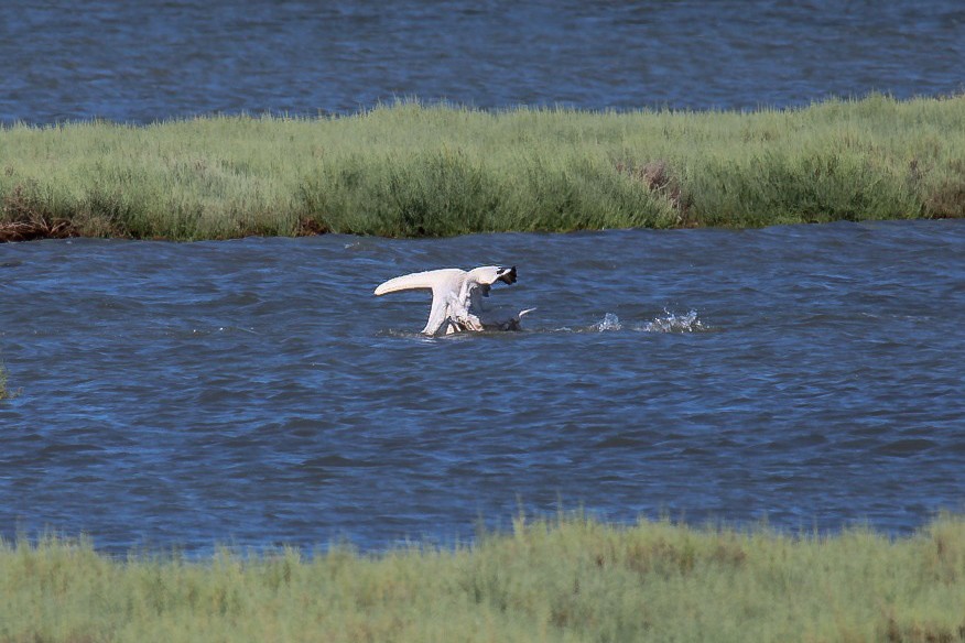 Dalmatian Pelican - ML645269897