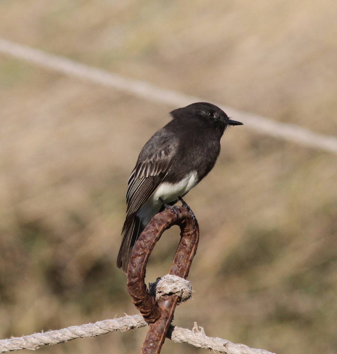 Black Phoebe - ML645269905
