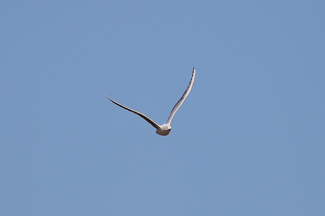 Slender-billed Gull - ML645269907