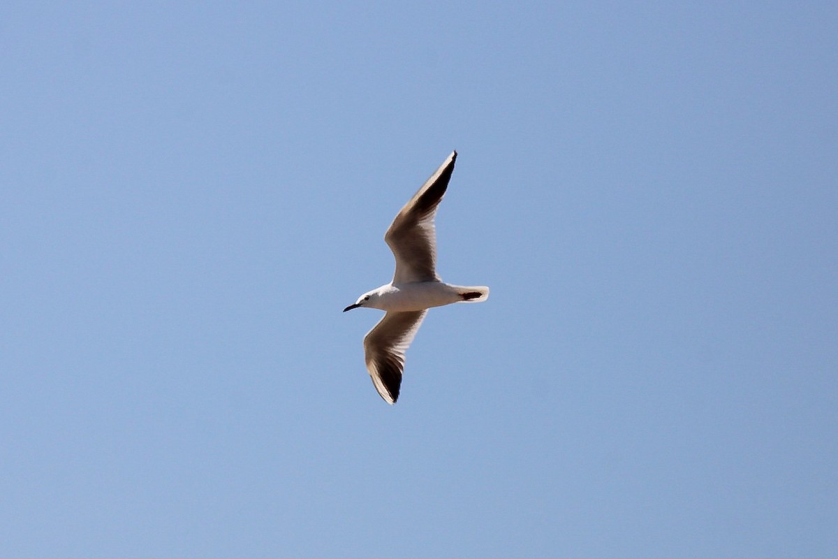 Slender-billed Gull - ML645269908